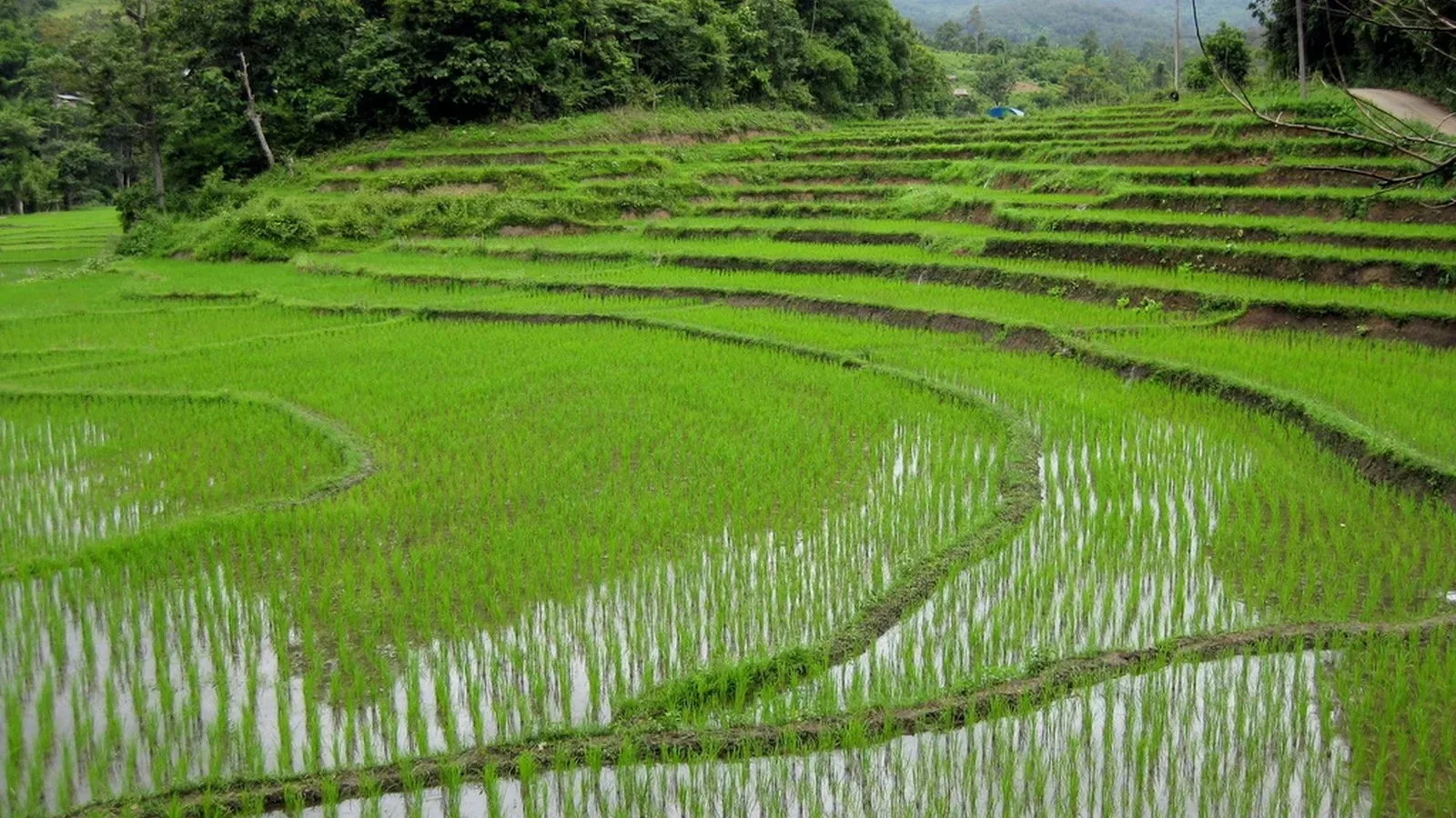 Rice fields near Chiang Mai